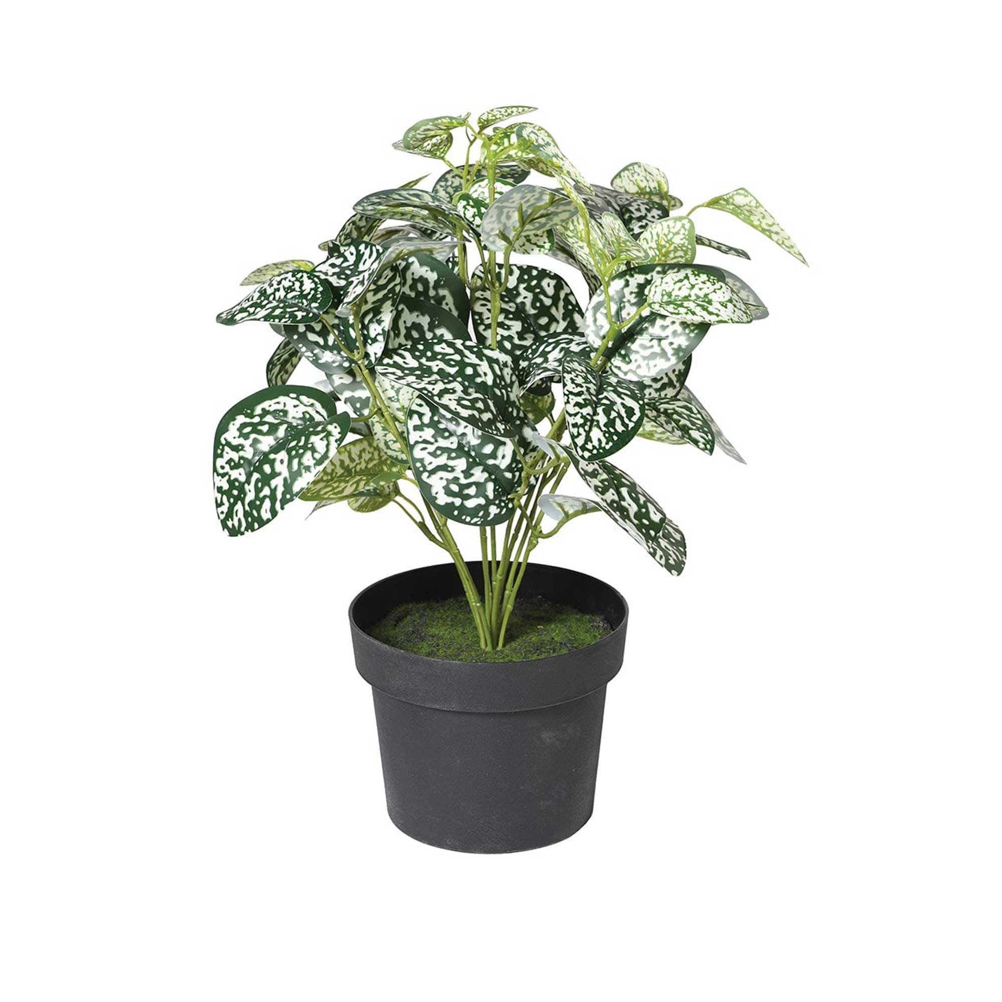 Chinese Evergreen Plant | Barker & Stonehouse