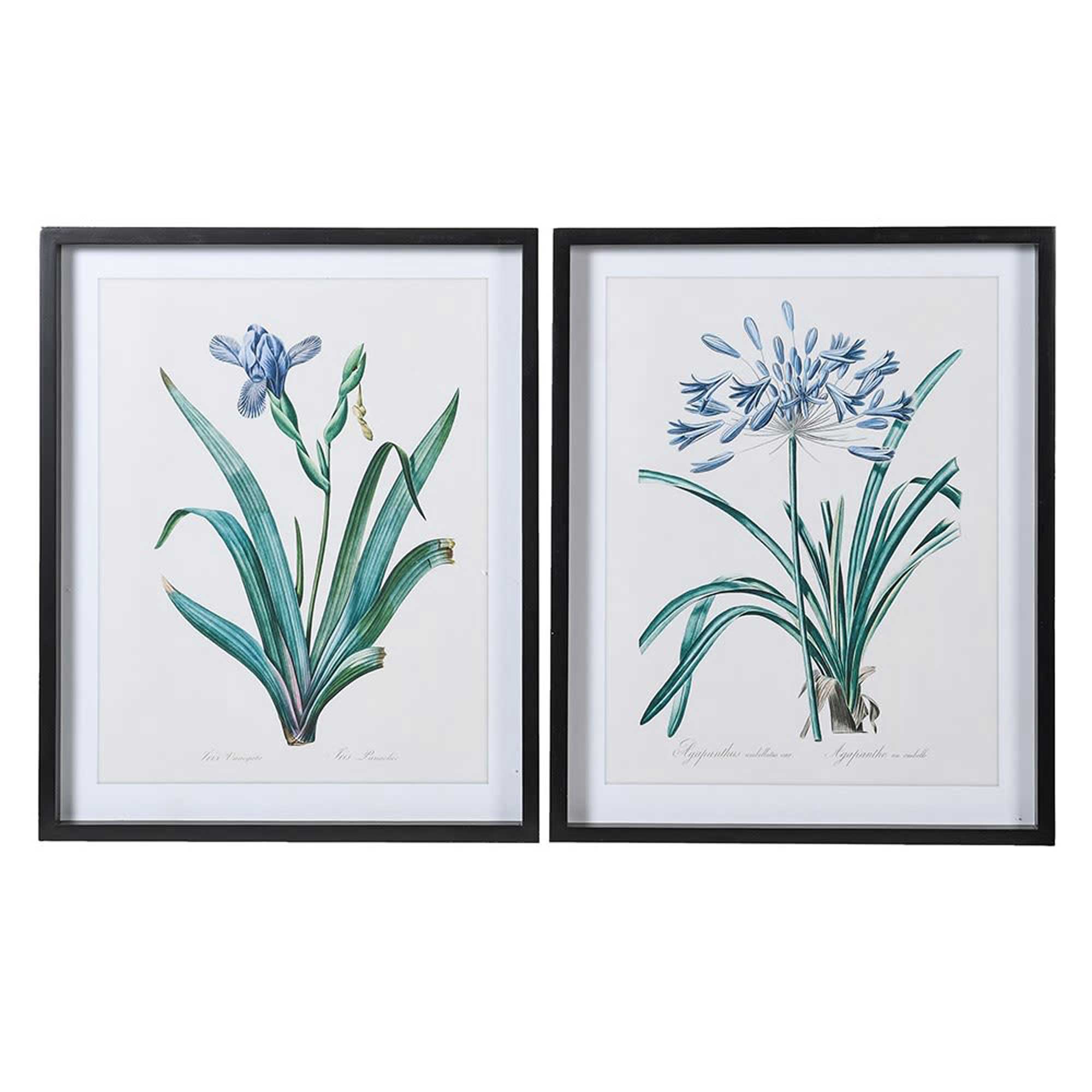Set of 2 Flower Pictures Print, Square | Barker & Stonehouse