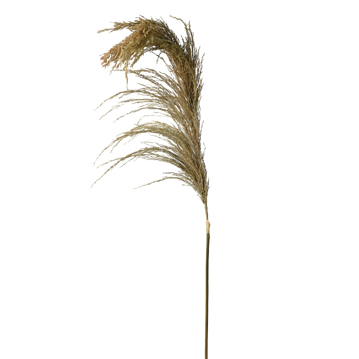 Dried Wheat Spray, Neutral | Barker & Stonehouse