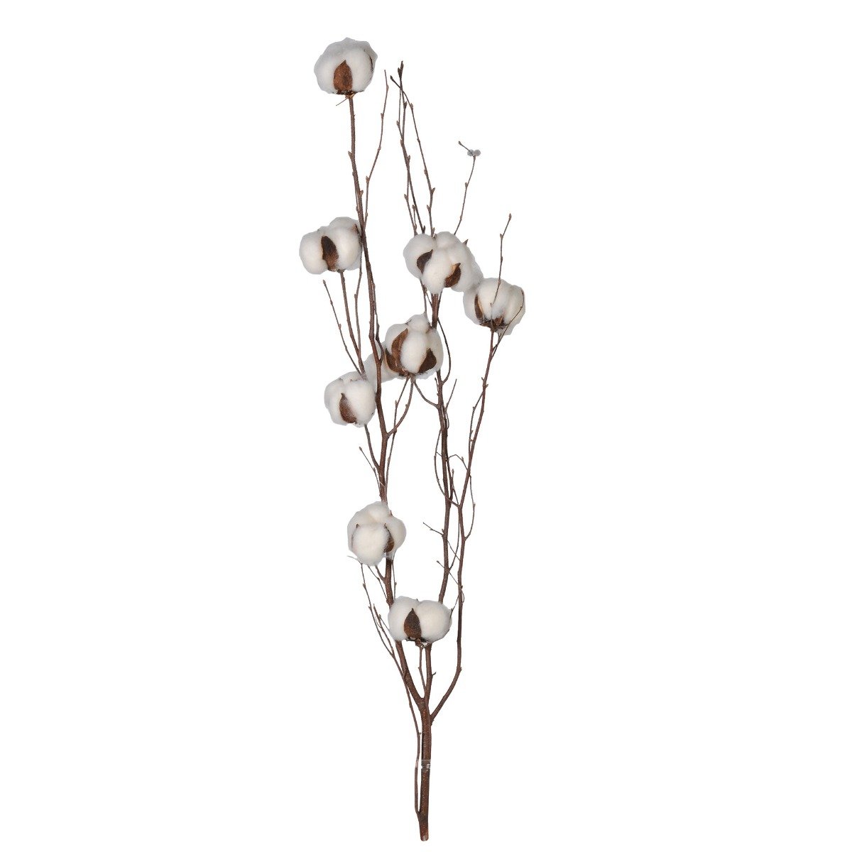 Natural Cotton Branch, Neutral Wood | Barker & Stonehouse