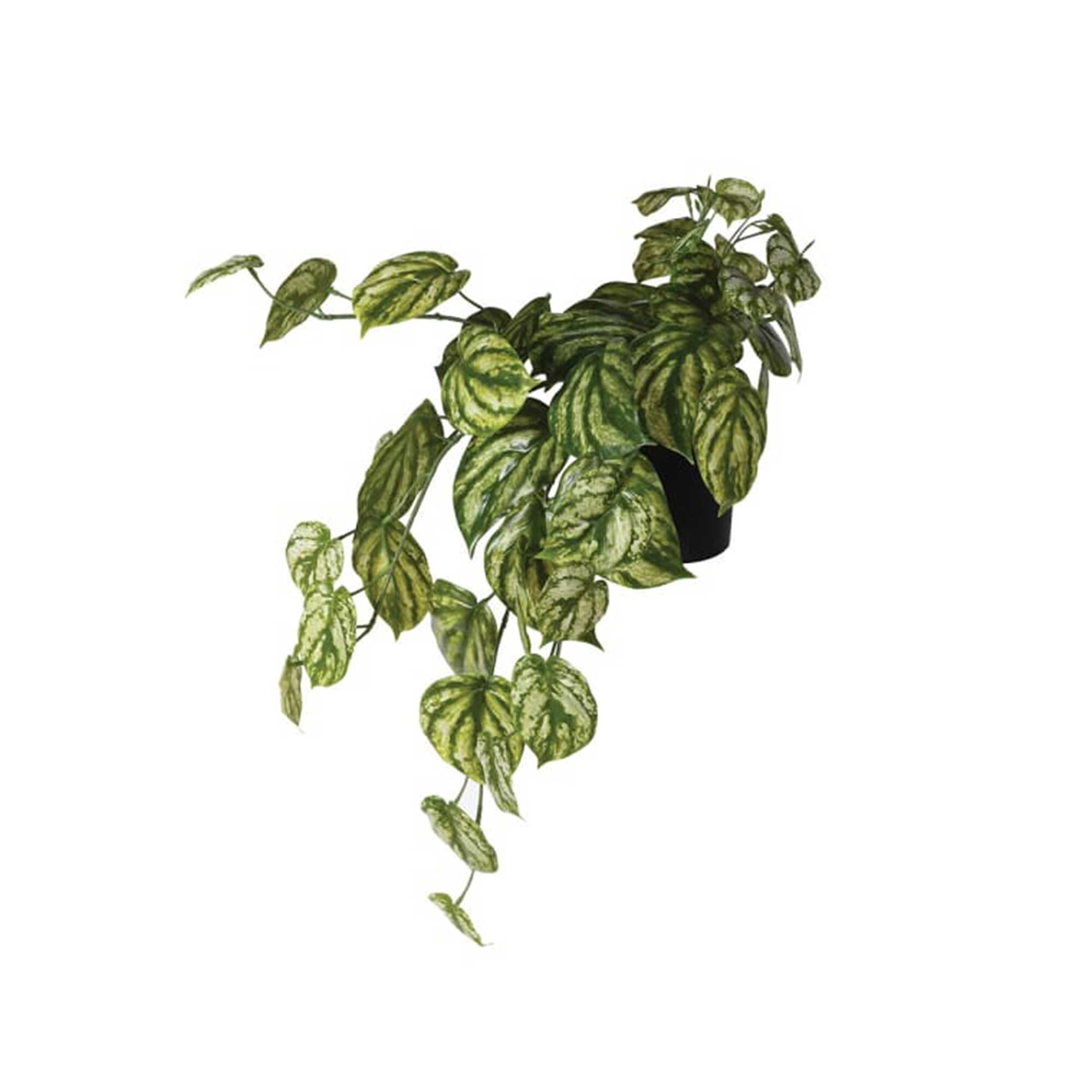 View Peperomia hanging pot plant in green plastic View Peperomia hanging pot plant in green plastic