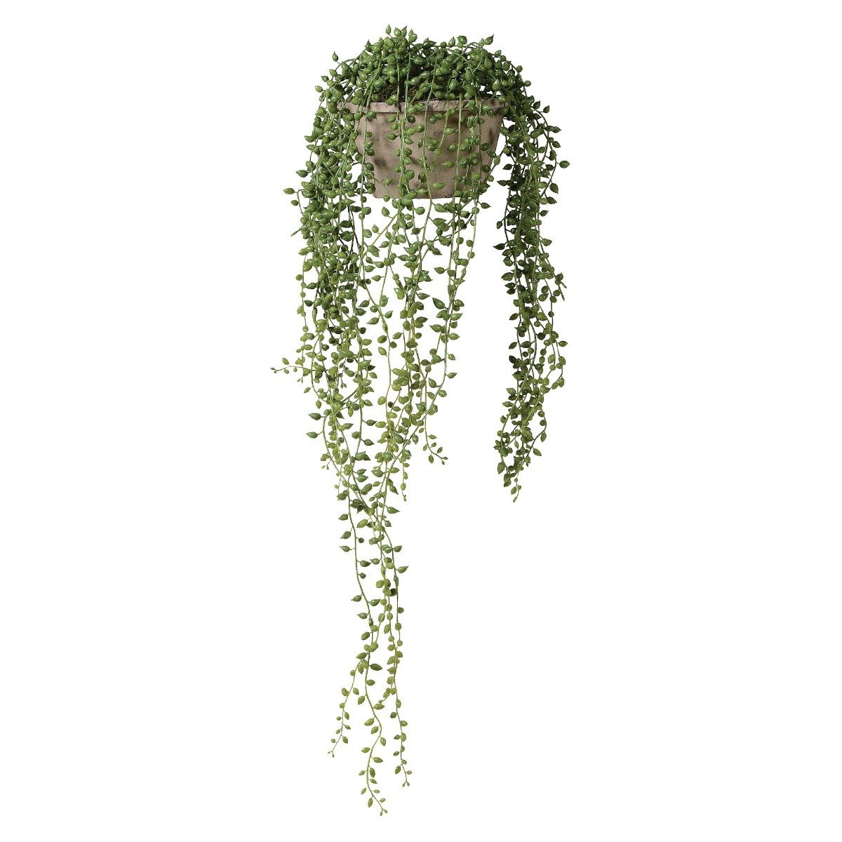 Potted String Of Pearls, Green Metal | Barker & Stonehouse