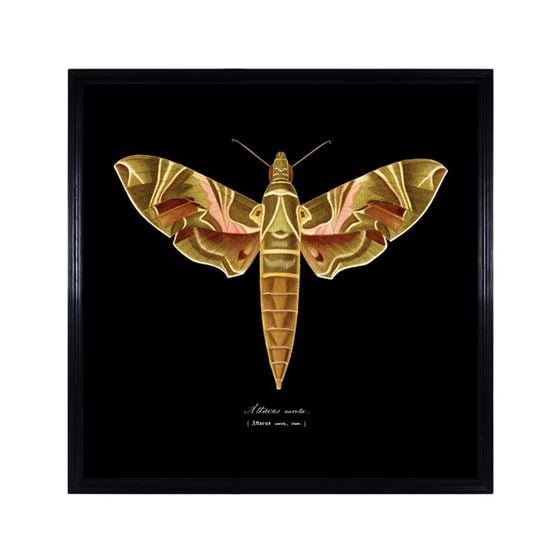 Timothy Oulton Entomology Brown Flat Moth Art Print, Square, Black | Barker & Stonehouse
