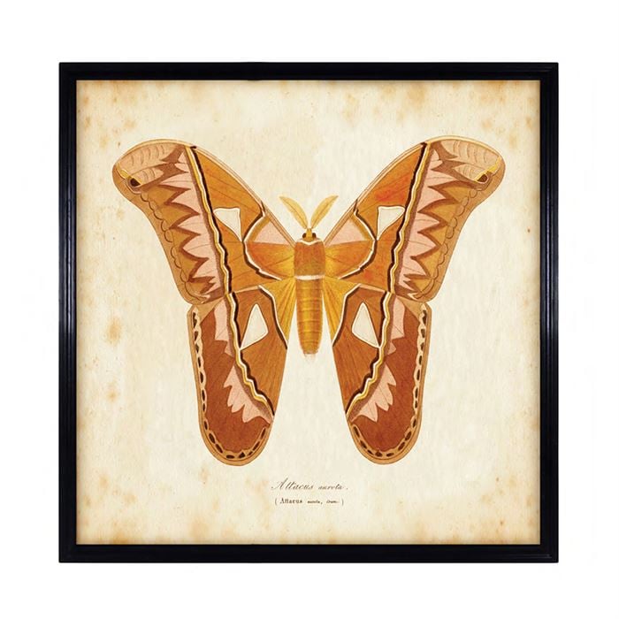 Timothy Oulton Entomology Brown Natural Butterfly Art Print, Square, Black Wood | Barker & Stonehouse