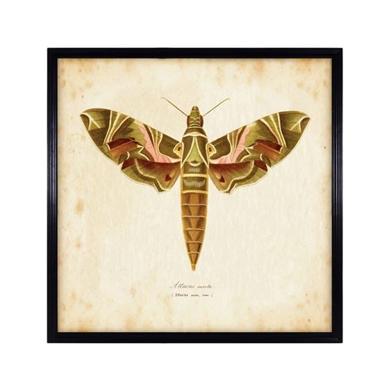Timothy Oulton Entomology Brown Natural Moth Art Print, Square, Black | Barker & Stonehouse
