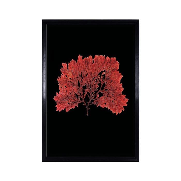 Timothy Oulton Sealife Red Flat Art Print, Square, Black | Barker & Stonehouse
