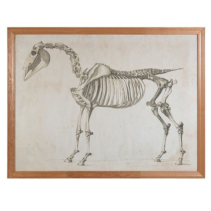 Timothy Oulton Animal Horse Skeleton Art Print, Square, Neutral | Barker & Stonehouse