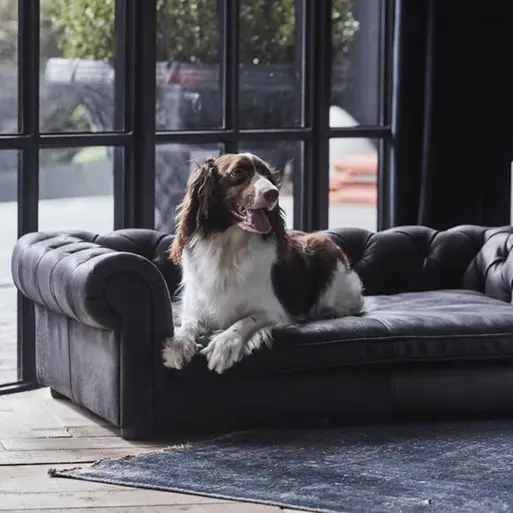 Black dog outlet couch